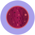 Placenta icon